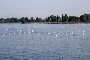 Swan overpopulation on the Lake of Constance, which is an big annoyance to the agricultural industry in the surrounding, for the wild animals destroy crops.