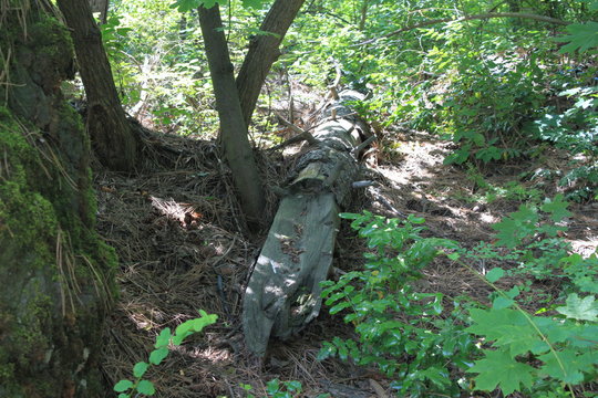 Fallen Tree