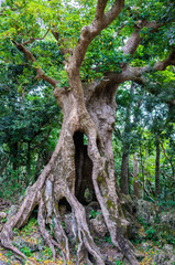 Century old giant autumn maple tree trunk in Kenting national park Taiwan