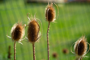 distel