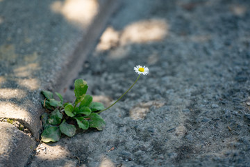 Gänseblume
