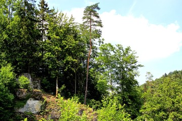 beautiful trees at a valley