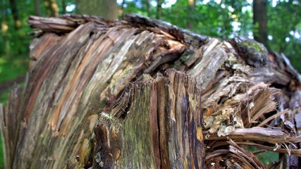 abgeknickter baum makro-aufnahme