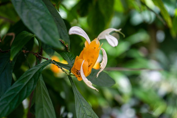 Orange Asian pigeonwings, Clitoria ternatea,, commonly known as butterfly pea, cordofan pea