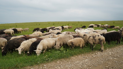 Окрестности плато Бермамыт