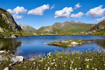 Bergsee Mutterseewji Grimselgebiet, dunkelblaues Wasser, Wollgras im Vordergrund, Berge und Felsen im Hintergrund, blauer Himmel mit Quellwolken - obrazy, fototapety, plakaty