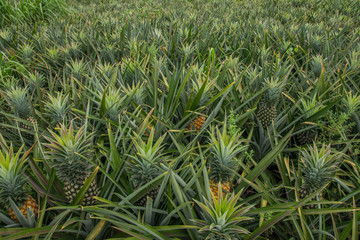 Obraz premium Pineapple tropical fruit in a farm at Sriracha City , Chonburi Province ,Thailand
