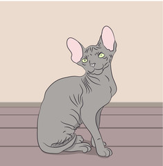 cat lies in the room