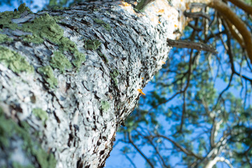 View from below of scenic view of very big and tall tree with sun light in the forest