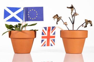 Flaggen Schottlands,der EU und Großbritanniens in Blumentöpfen, Schottlands Wirtschaft wächst...