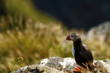 Atlantic Puffin sitting on cliff, bird in nesting colony, arctic black and white cute bird with colouful beak, bird on rock in front of blue sea background, Runde, Norway