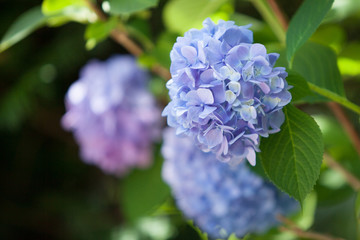 a bush of hydrangeas. beautiful floral background.