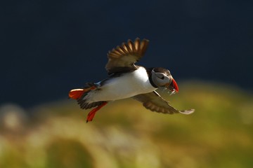 Colorful seabird, Fratercula arctica, Atlantic puffin with small sandeels in its beak flying against green background. Close up, wild black and white bird with fish and outstretched wings.