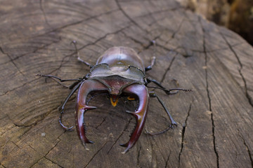 stag beetle  closeup on a stump. selective focus
