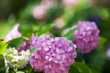 Fototapeta premium a bush of hydrangeas. beautiful floral background.