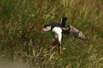 Colorful seabird, Fratercula arctica, Atlantic puffin with small sandeels in its beak flying against green background. Close up, wild black and white bird with fish and outstretched wings.