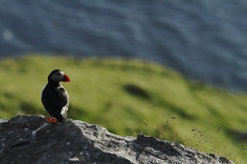 Atlantic Puffin sitting on cliff, bird in nesting colony, arctic black and white cute bird with colouful beak, bird on rock in front of blue sea background, Runde, Norway