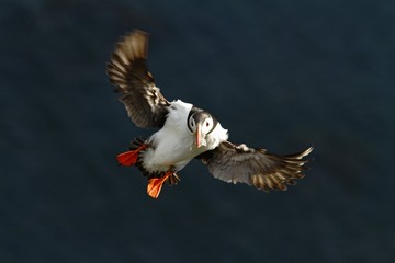 Colorful seabird, Fratercula arctica, Atlantic puffin with small fish in its beak flying against dark blue sea. Close up photo. Wild bird with colourful beak and outstretched wings, sandeels, Norway