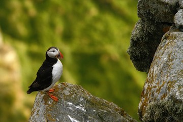 Atlantic Puffin sitting on cliff, bird in nesting colony, arctic black and white cute bird with colouful beak, bird on rock in front of blue sea background, Runde, Norway