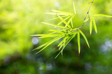 Bamboos Forest closeup nature view of green leaf on background blur