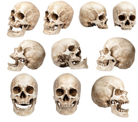 set of human skulls in different angles. Isolated