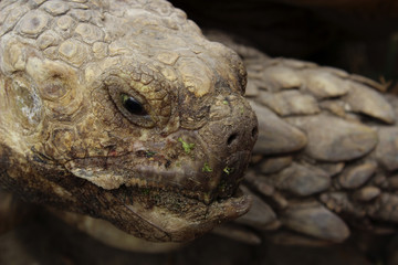 Cropped Shot Of Turtle. Abstract Nature Background.

