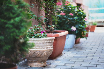 Beautiful flowers in flower beds and vases stand on the streets for decoration.