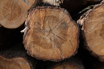 Naklejka premium trunks of felled coniferous trees.