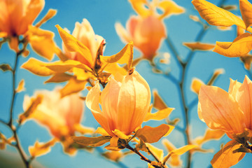 Blossoming orange colored magnolia flowers against the sky. Springtime. Natural flowers background.