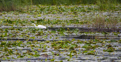 Great White Egret (Egretta alba), rare in western Europe but seen here in Avalon Marshes, Somerset, England
