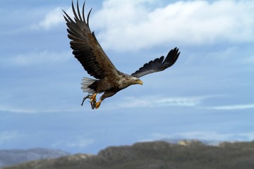 Fototapeta na wymiar White-tailed eagle in flight a fish which it has just plucked from the waters of a deep Norwegian fjord,Haliaeetus albicilla, eagle with a fish flies over a Norwegian Fjord, majestic sea eagle