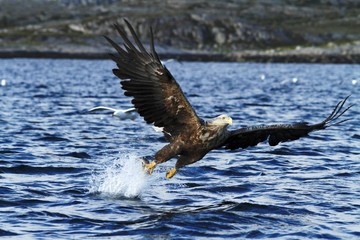 White-tailed eagle in flight a fish which it has just plucked from the waters of a deep Norwegian fjord,Haliaeetus albicilla, eagle with a fish flies over a Norwegian Fjord, majestic sea eagle