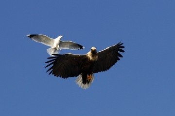 White-tailed eagle in flight being chased by seagull,Norway,Haliaeetus albicilla, majestic sea eagle with big claws on blue sky background, wildlife scene