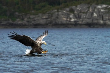 White-tailed eagle in flight before attack, hunting eagle trying to catch fish Norwegian fjord, Haliaeetus albicilla, majestic sea eagle, blue sea in background, bird in natural enviroment in Norway