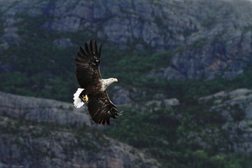 White-tailed eagle in flight after catching fish,Norway,Haliaeetus albicilla, majestic sea eagle with big claws with rocks and trees in background, wildlife scene from nature