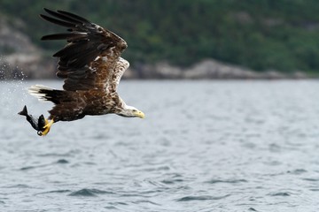 White-tailed eagle in flight, eagle with a fish which has been just plucked from the water, Norway,Haliaeetus albicilla, eagle with a fish flies over a sea, majestic sea eagle, wildlife scene