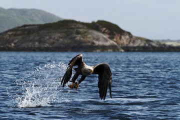 White-tailed eagle in flight, eagle with a fish which has been just plucked from the water,...