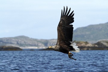 White-tailed eagle in flight, eagle with a fish which has been just plucked from the water, Norway, eagle with a fish flies over a sea, majestic eagle on blue background, successful hunt