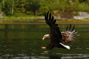 White-tailed eagle in flight hunting fish from sea,Norway,Haliaeetus albicilla, majestic sea eagle with big claws aiming to catch fish from water surface, wildlife scene