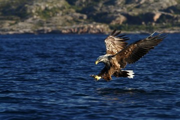 White-tailed eagle in flight before attack, hunting eagle trying to catch fish Norwegian fjord, Haliaeetus albicilla, majestic sea eagle, blue sea in background, bird in natural enviroment in Norway