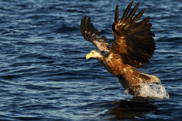 White-tailed eagle in flight a fish which it has just plucked from the waters of a deep Norwegian fjord,Haliaeetus albicilla, eagle with a fish flies over a Norwegian Fjord, majestic sea eagle