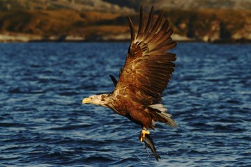 White-tailed eagle in flight, eagle with a fish which has been just plucked from the water, Scotland ,Haliaeetus albicilla, eagle with a fish flies over a sea, majestic sea eagle