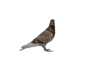Pigeon grey brown standing side