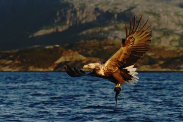 White-tailed eagle in flight a fish which it has just plucked from the waters of a deep Norwegian fjord,Haliaeetus albicilla, eagle with a fish flies over a Norwegian Fjord, majestic sea eagle