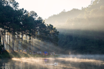 Scenic pine forest sunlight shine with swan on fog reservoir in morning at pang oung