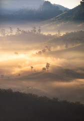 Scenic natural in fog valley at dawn