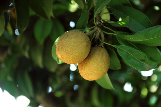 Chiku Plant close up view