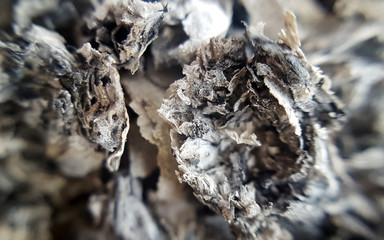Macro of cigarette ash background