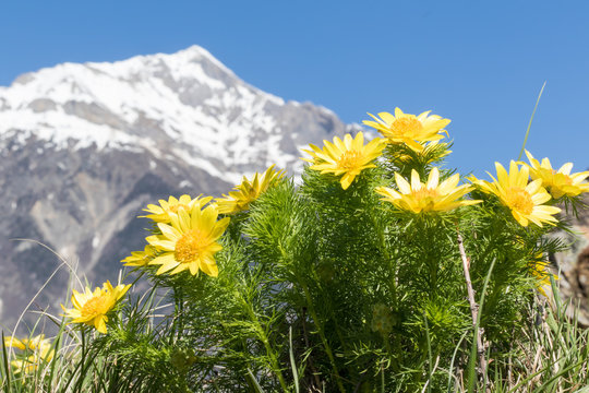 Adonis de printemps devant un paysage de montagne
