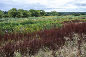 Combe Valley Marshes, East Sussex, England